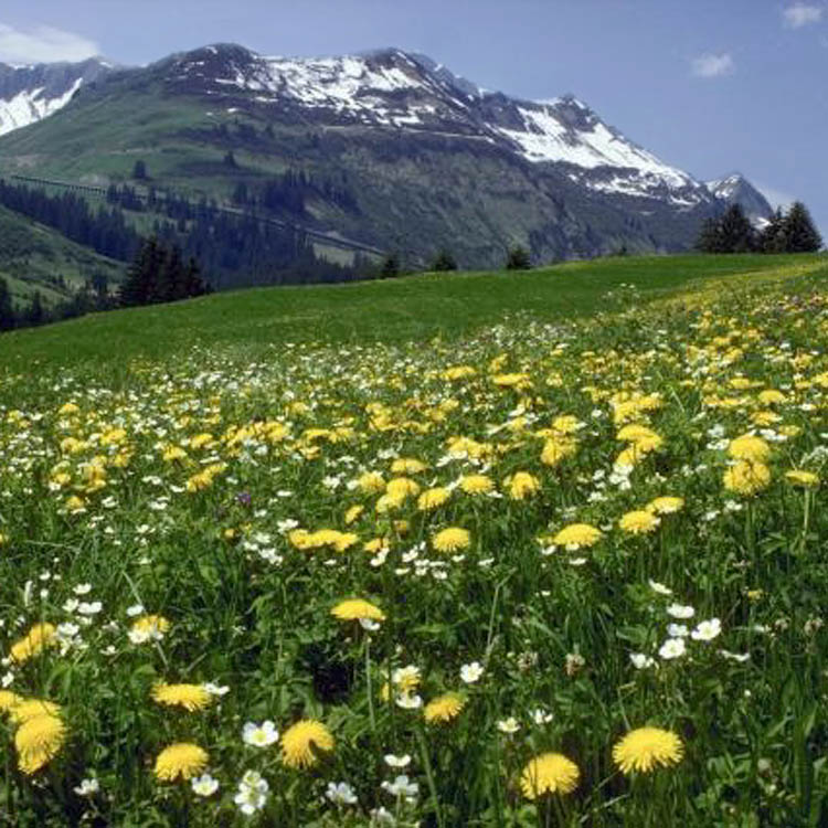 flower field alps